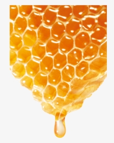 Bee Honey, HD Png Download, Transparent PNG