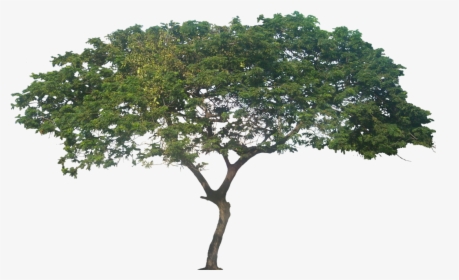 African Trees Png - Samanea Saman Rain Tree Png, Transparent Png, Transparent PNG
