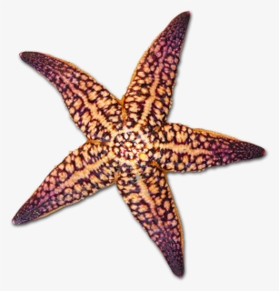 At Getdrawings Com Free For Personal Use Ⓒ - Starfish Sea Shell Transparent Background, HD Png Download, Transparent PNG