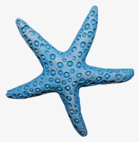 Starfish Clipart Aqua - Coral Png, Transparent Png, Transparent PNG