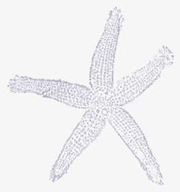 Transparent White Starfish Png - Fish Clip Art, Png Download, Transparent PNG