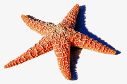 Red Starfish Png 1459k Clipart Panda Free Clipart Images - Ocean Starfish, Transparent Png, Transparent PNG