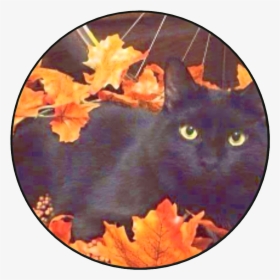 Black Cat Autumn , Png Download - Halloween Black Cat Aesthetic, Transparent Png, Transparent PNG