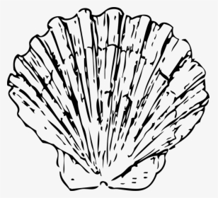 Scallop, Shell, Seashell, Clam, Marine, Ocean, Aquatic - Scallop Black And White, HD Png Download, Transparent PNG