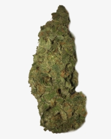 Moss, HD Png Download, Transparent PNG