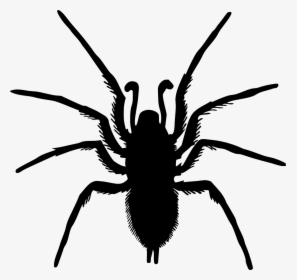 Spider Drawing Png, Transparent Png, Transparent PNG