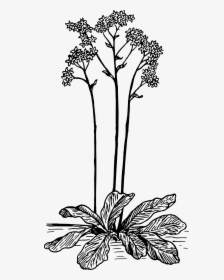 Saxifrage Clip Arts - Saxifraga Clipart, HD Png Download, Transparent PNG