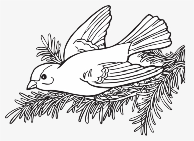 Coloring Book Willow Goldfinch Clip Arts - Coloring Book Transparent, HD Png Download, Transparent PNG