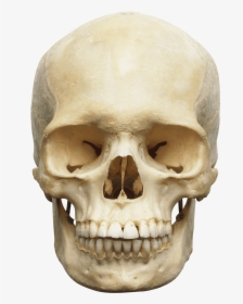Skull Png Image, Transparent Png, Transparent PNG