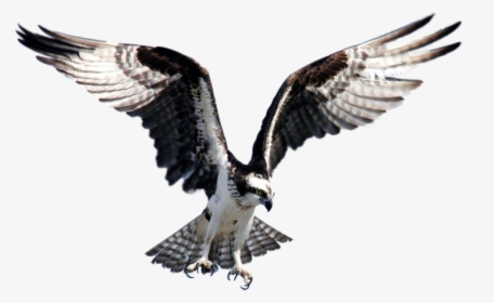 Clip Art Seahawk Bird Images - Osprey Bird, HD Png Download, Transparent PNG