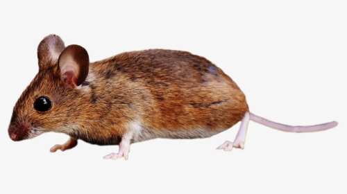Brown Mouse Standing Png Image - Rat Transparent, Png Download, Transparent PNG