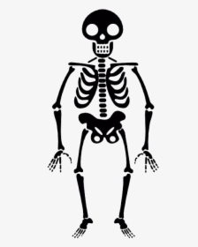 Skeleton Transparent Png - Halloween Skeleton Transparent Background, Png Download, Transparent PNG