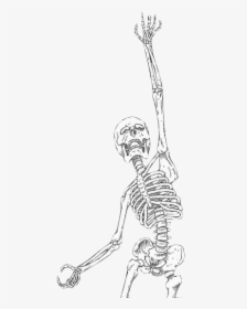 Png Save Skeleton - Art, Transparent Png, Transparent PNG