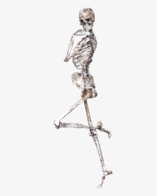 Skeleton On One Leg - Skeleton Clipart No Background, HD Png Download, Transparent PNG