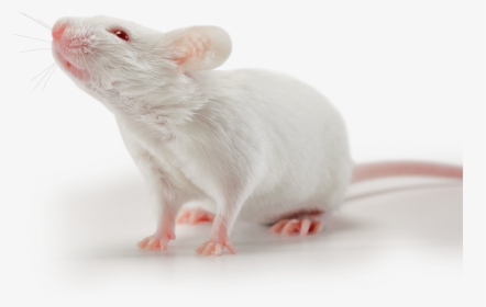 White Small Mouse, HD Png Download, Transparent PNG