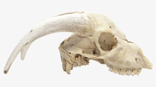 Animal Skulls Skeleton Bone - Dead Animal Skeleton Png, Transparent Png, Transparent PNG