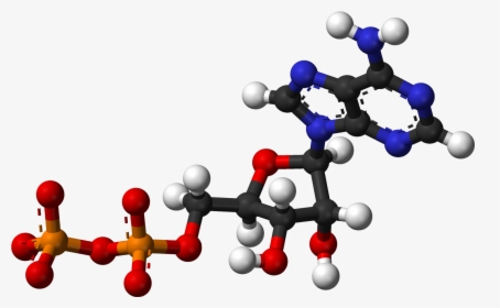 Adp Ballandstick - Ball And Stick Model Of Nucleic Acid, HD Png Download, Transparent PNG