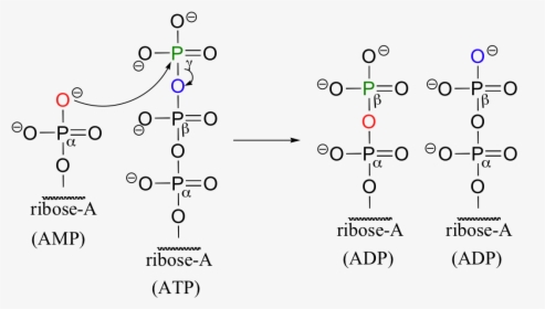 Image096 - Amp To Atp Reaction, HD Png Download, Transparent PNG