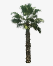 Washingtonia Palm Tree Png - Date Palm Tree Png, Transparent Png, Transparent PNG