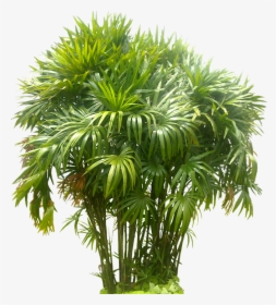Rhapis Tree Png Image - Transparent Background Palm Tree Images Png, Png Download, Transparent PNG