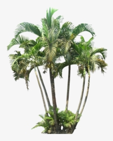 Palm Tree Cutout Png, Transparent Png, Transparent PNG