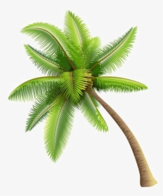 Coconut Tree Png Image Background - Coconut Tree Transparent Background, Png Download, Transparent PNG
