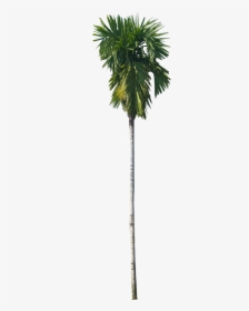 Find This Pin And More On Tree Cut Out/ Cambodian Plants - Betel Nut Palm Png, Transparent Png, Transparent PNG