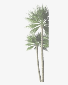 Com Palm Tree - Date Palm, HD Png Download, Transparent PNG