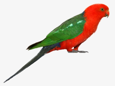 Parrot Png Clipart - King Parrot Png, Transparent Png, Transparent PNG