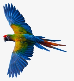 Flying Parrot, HD Png Download, Transparent PNG
