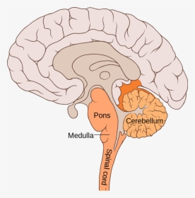 The Hindbrain - Pons Function, HD Png Download, Transparent PNG