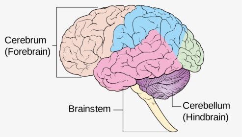 Female Diagram Brain - 4 Main Components Of The Brain, HD Png Download, Transparent PNG