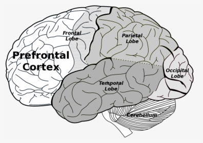 Prefrontal And Parietal Cortex, HD Png Download, Transparent PNG