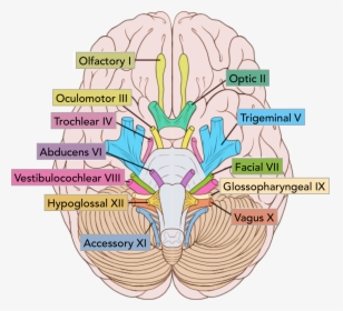The Location Of The Cranial Nerves On The Cerebrum - Cranial Nerves, HD Png Download, Transparent PNG