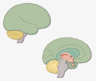 An Image Showing The Lateral And Sagittal View Of The - Brain Sagittal Cartoon, HD Png Download, Transparent PNG