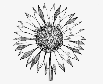 Sunflower Clipart Black And White, HD Png Download, Transparent PNG