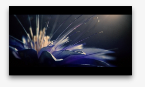 Monsta X Flower Mv, HD Png Download, Transparent PNG