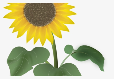 Sunflower For The Summer Vector Art By Noor - Test Management And Automation, HD Png Download, Transparent PNG