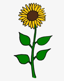 Sunflower Flower Clipart, HD Png Download, Transparent PNG