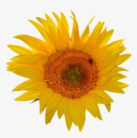 Sunflower Stickers Messages Sticker-5 - Transparent Background Sunflower Clipart, HD Png Download, Transparent PNG