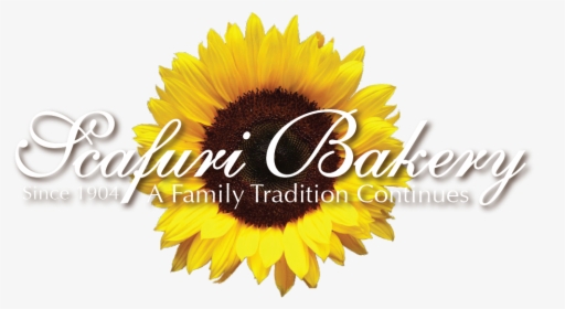 Scafuri Bakery - Bunga Matahari, HD Png Download, Transparent PNG