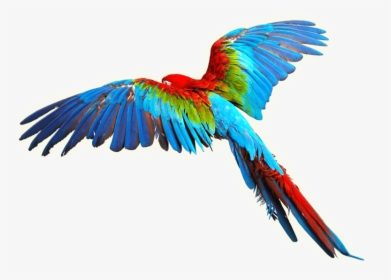 Bird Scarlet Macaw Clip Art Colorful Wings - Flying Color Birds Png, Transparent Png, Transparent PNG