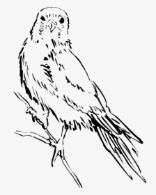 Bird Wings Png - Bird Sketch Png, Transparent Png, Transparent PNG