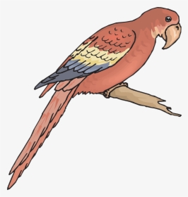 Bird Branch Wings Macaw Png Image - Macaw Coloring Page, Transparent Png, Transparent PNG