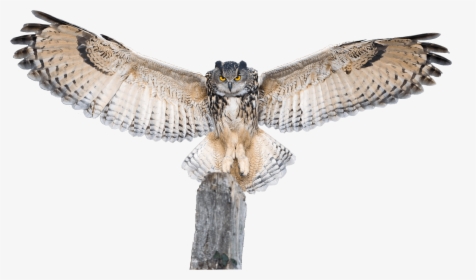 Owl Spreading Wings Transparent Png Image - Owl With Spread Wings, Png Download, Transparent PNG