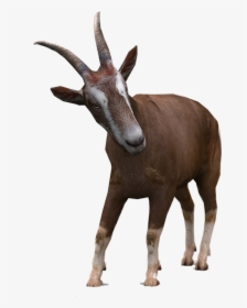 Transparent Goat Horns Png - 3d Domestic Animal, Png Download, Transparent PNG