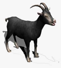 #black #goat #horns #milk #meat #cattle #sheep #eid - Black Goat Hd Images Png, Transparent Png, Transparent PNG
