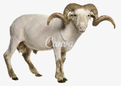 Goat-antelope - Transparent Background Ram Animal Png, Png Download, Transparent PNG