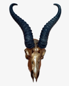 Real Springbok Skull Bronze Spray Painted African Antelope - Antelope Horns, HD Png Download, Transparent PNG