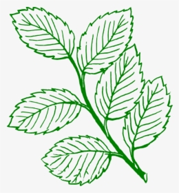 Green Outlined Mint Leaves - Leaves Clipart Black And White, HD Png Download, Transparent PNG